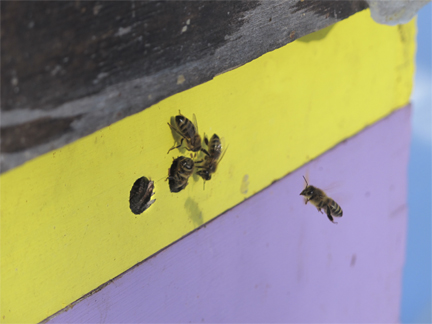 Top entrance of beehive being used by honeybees