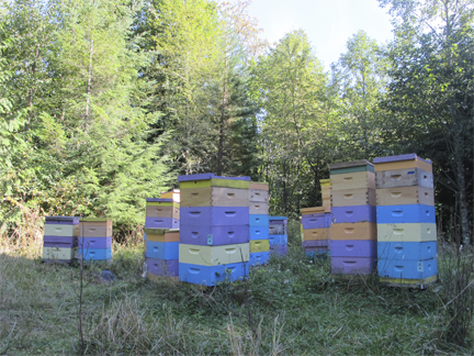 Bee hives at Brookfield Farm Bees and Honey, WA