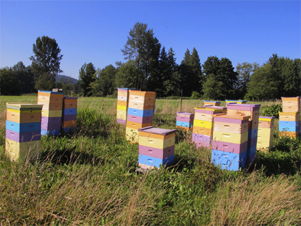 Colorful hives before honey harvest
