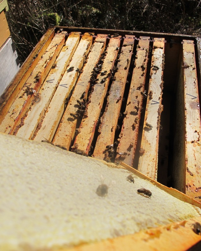 Frame of "winter feed" honey and hive in spring