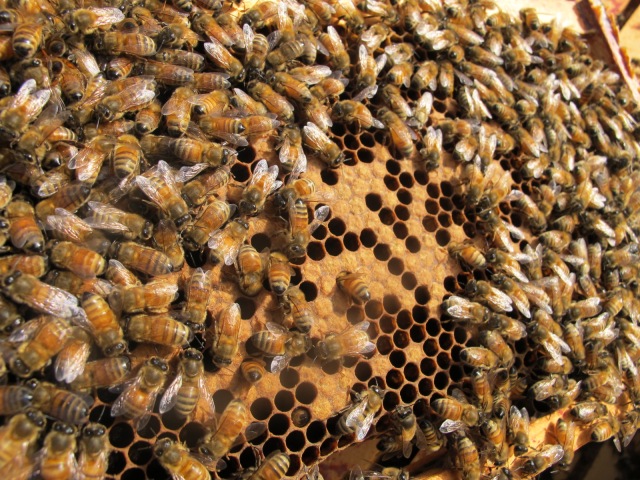 Sealed and open brood with honeybees