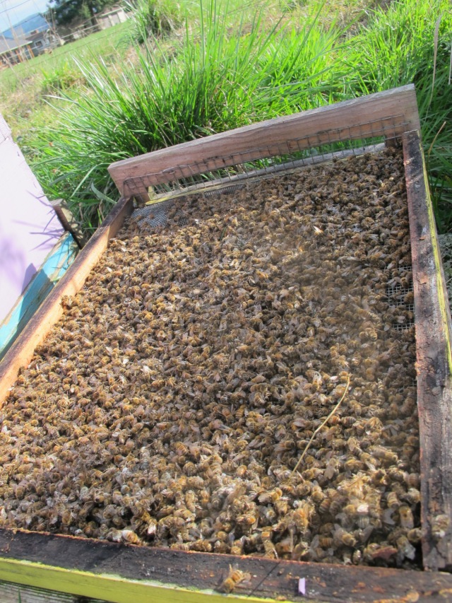 Post Winter Hive - Dead Out