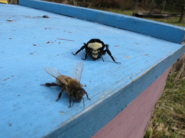 Honeybee and Bumblebee on Hive top