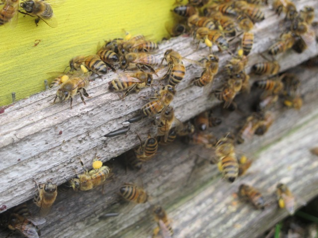 Pollen on the legs of honeybees at hive entrance