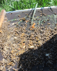 dead honeybees on a bottom screen in spring