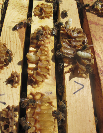 honeybee burr comb, bees, and larvae