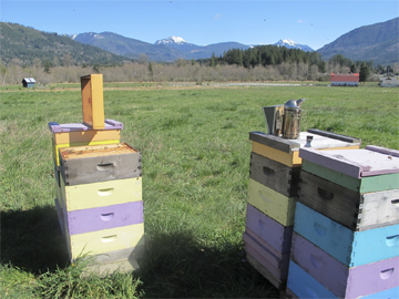 Spring Beehives, Maple Falls, Wa
