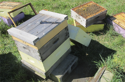 Spring work in a Brookfield Farm apiary, Maple Falls, WA, 