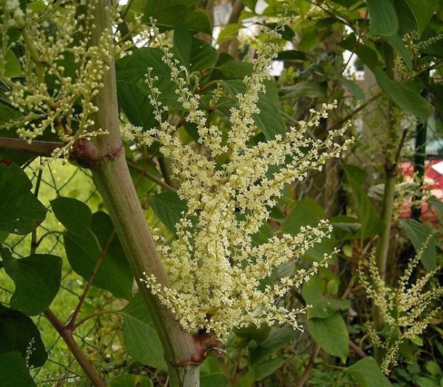Japanese Knotweed Bloom by Frank Vincentz (wikicommons 2004)