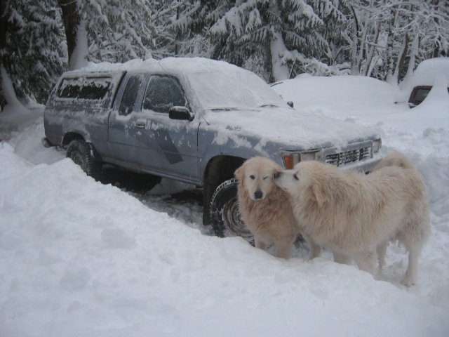 Livestock Guard Dogs Pose with Snow Coverd Truck