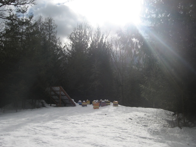 Snow, Bee hives, and Sun 