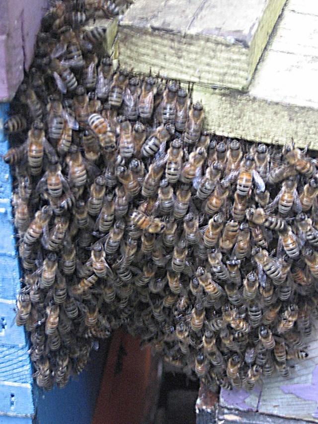 A swarm of honeybees