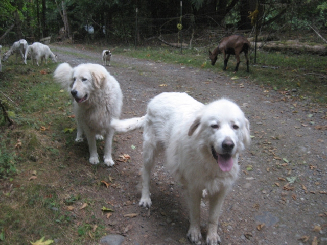 Livestock Guard Dogs and Packgoats Brookfield Farm, Maple Falls, WA