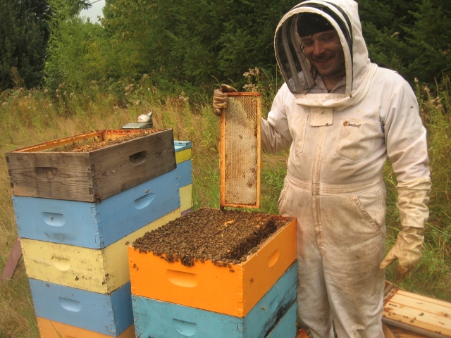 Beekeeper holds frame of honey above a hive during honey harvest